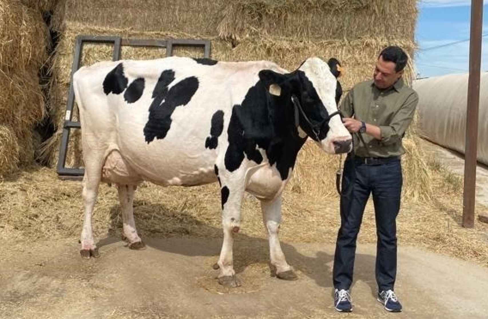 Juanma Moreno en su reencuentro con la vaca Fadie, el 8 de junio de 2022.