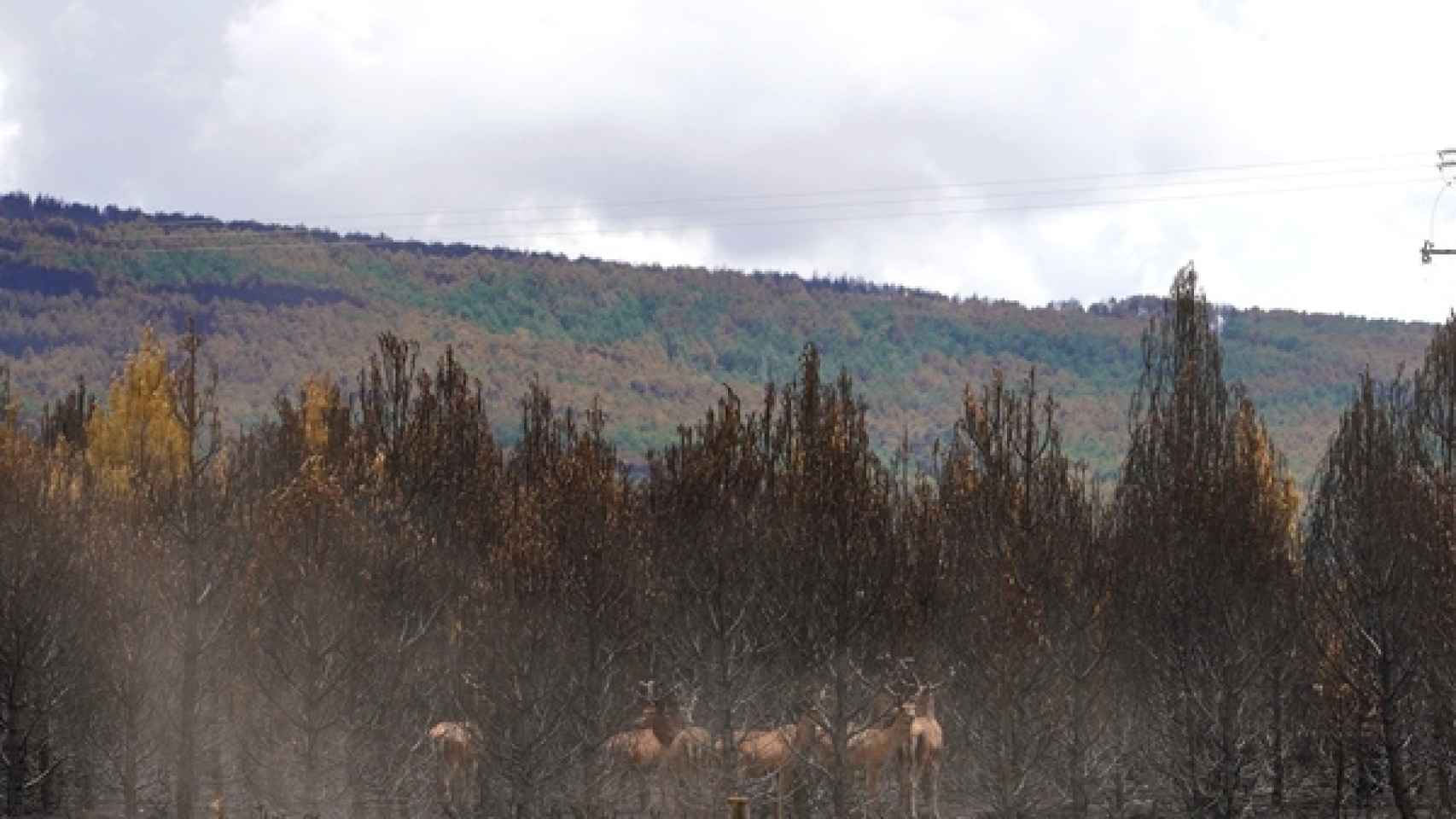 Ciervos de vuelta tras el incendio de la Sierra de La Culebra