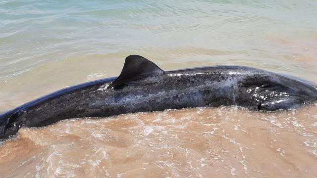 El tiburón peregrino que apareció el pasado fin de semana en Oleiros.