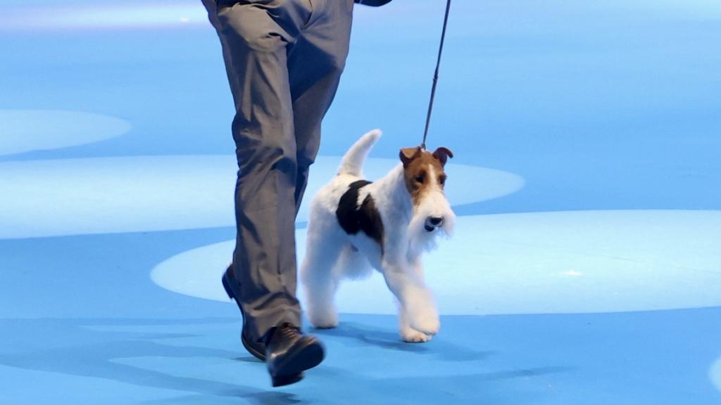 El peluquero canino, José Heredia, junto a su caniche gigante, Helmes, en el World Dog Show de Madrid.