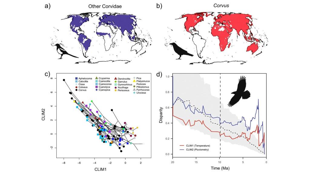 Distribuciones y nicho climático de Corvus y Corvidae