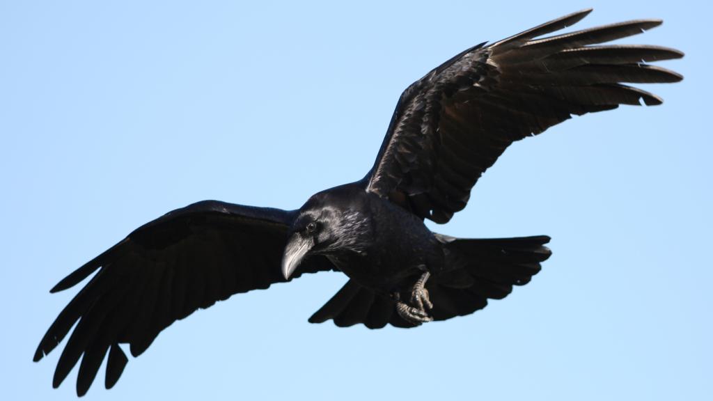 Cuervo en vuelo