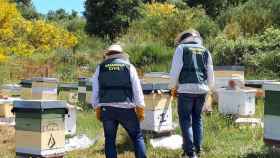 La Guardia Civil analiza los enjambres de abejas de la provincia de León