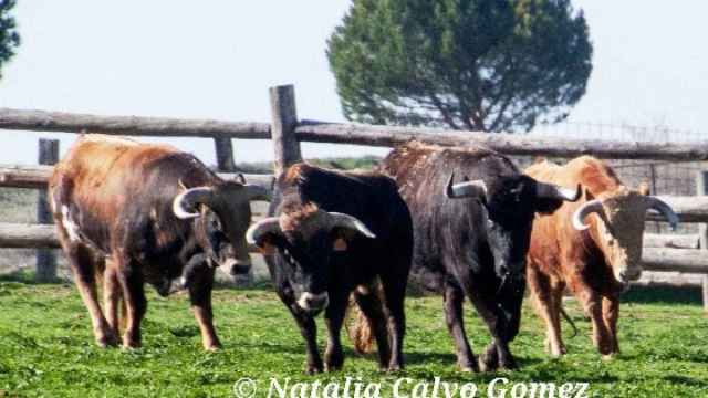 La ganadería vallisoletana Toros de Brazuelas