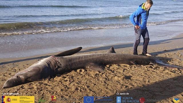 Tiburón peregrino varado en OleirosEl tiburon peregrino avistado el pasado sábado en dos playas de Oleiros, y que posteriormente fue hallado muerto, falleció por una obstrucción digestiva generada por diversos objetos plásticos, tal y como han determinado los veterinarios de CEMMA (Coordinadora de Estudio de Mamíferos Marinos) que lo analizaron.SOCIEDADCEMMA