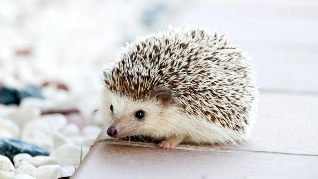 Estas son las mascotas prohibidas en España