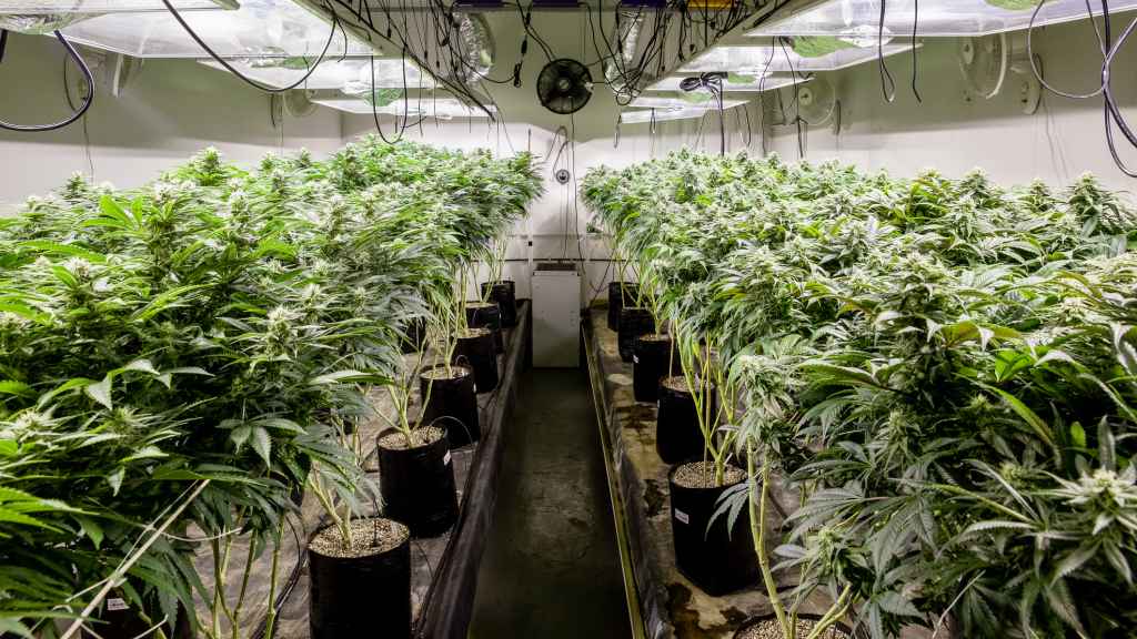 Cultivo de cannabis en interior.