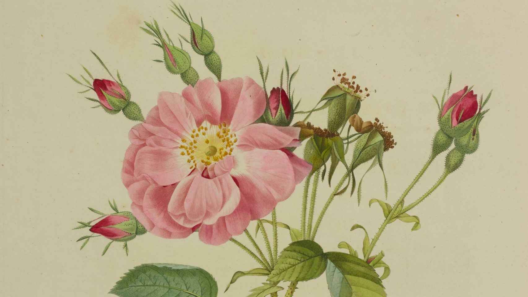 Detalle de 'Rosa Tomentosa', de Pierre-Joseph Redoute y Claude Antoine Thory. Foto: Museo de Bellas Artes de París