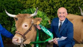 Vuelve el certamen del año: Galicia elige a su vaca favorita en el ‘Miss Vaca 2022’ de Luar