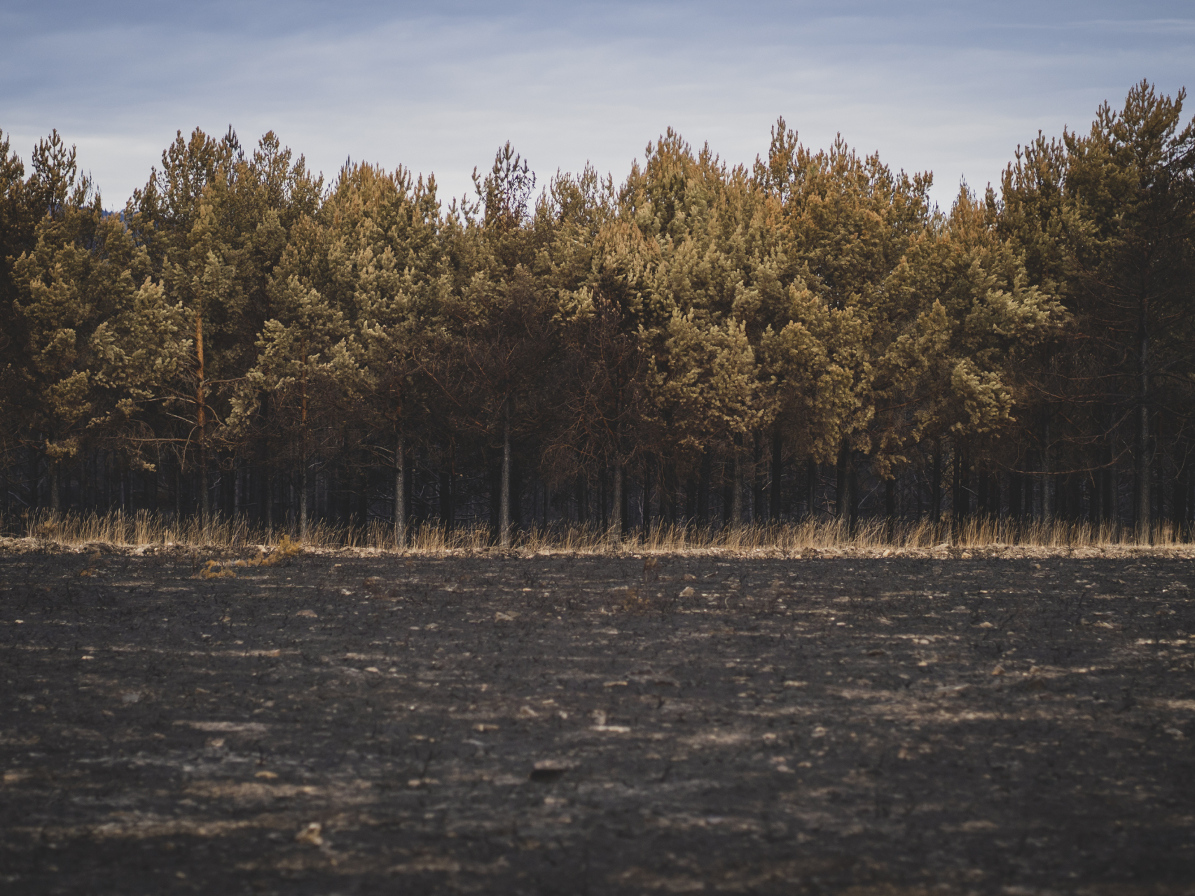 Estado de la Sierra de la Culebra, en Zamora, tras el incendio del mes pasado.