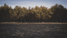 Imagen de una zona quemada en los incendios de Zamora