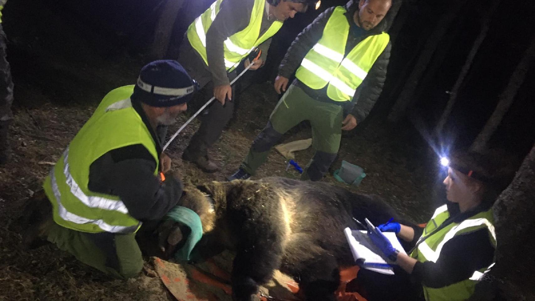 Capturan en la Montaña Palentina a un oso al que han instalado un collar GPS