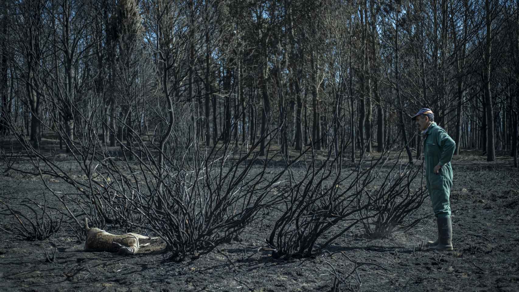Un hombre observa un ciervo calcinado durante el incendio de Sierra de la Culebra.