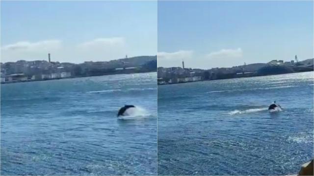 Los delfines que ayer se vieron en el dique de A Coruña.