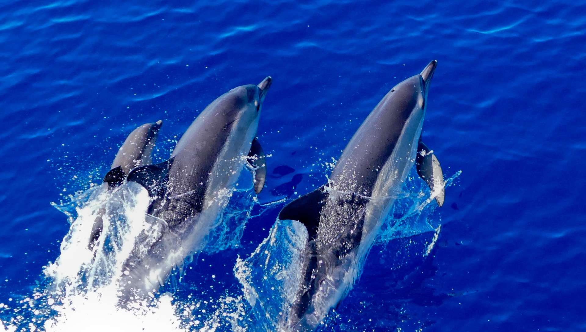 Grupo de delfines observado desde el buque Ramón Margalef. Foto: Foto: Xulio Valeiras / IEO-CSIC