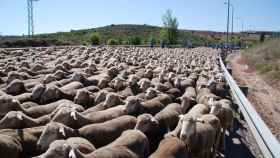 Imagen del rebaño de ovejas que invadirá Soria.