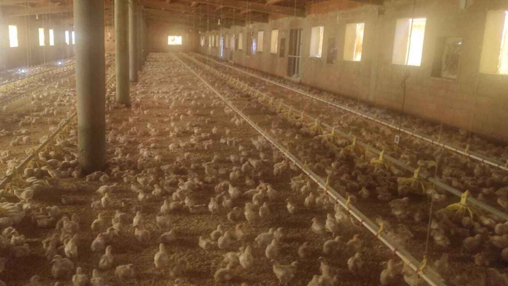 Una imagen de la granja de pollos de Eloy Ureña.