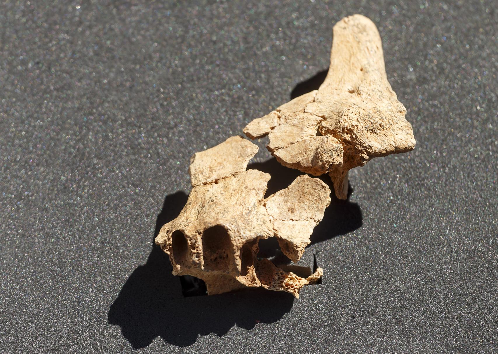 Detalle del fósil hallado en Atapuerca.