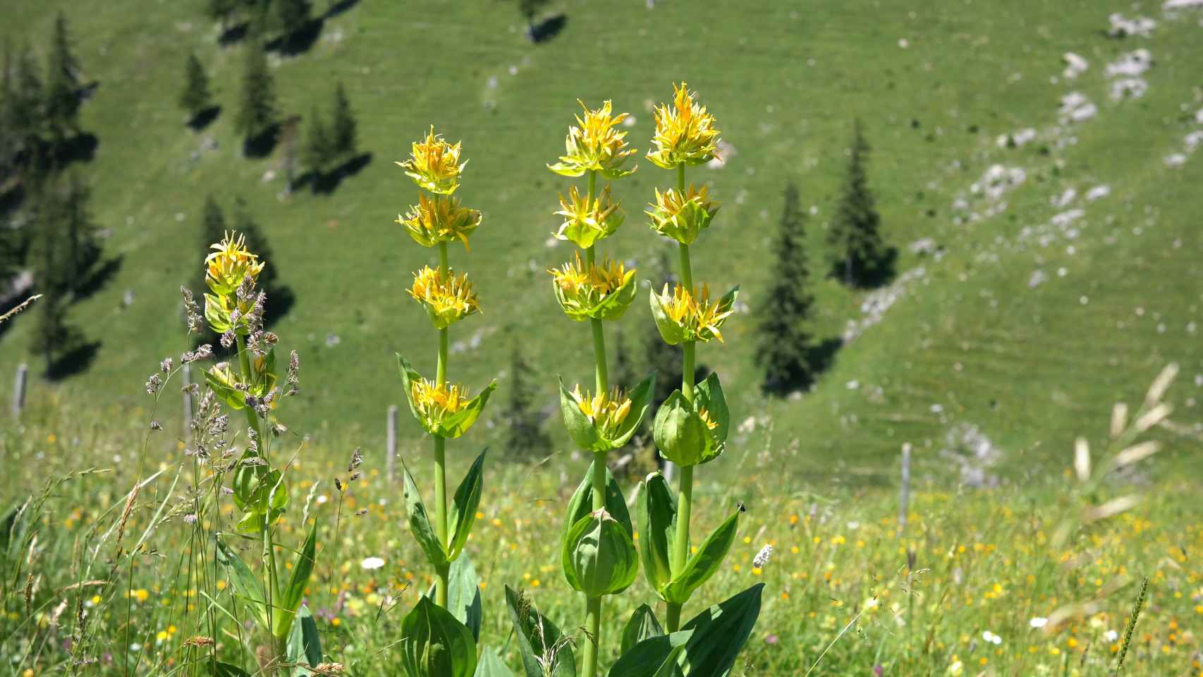 La 'gentiana lutea', de color amarillo, es una de las plantas más presentes en España.