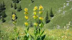 La 'gentiana lutea', de color amarillo, es una de las plantas más presentes en España.