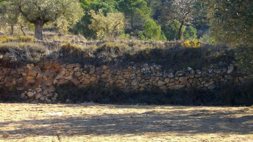 Ribazo. Foto: Ecologistas en Acción La Manchuela