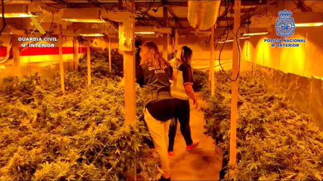 Plantación de Marihuana en Quer