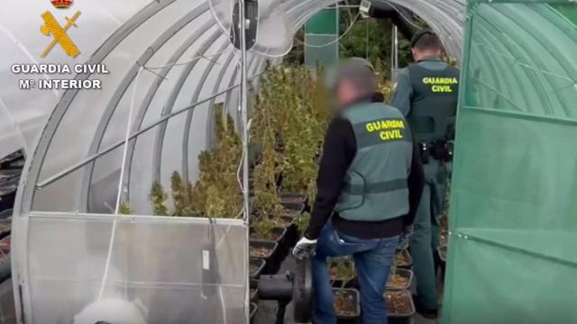 Cultivo interior de marihuana en una finca aislada en Benalauría (Málaga).