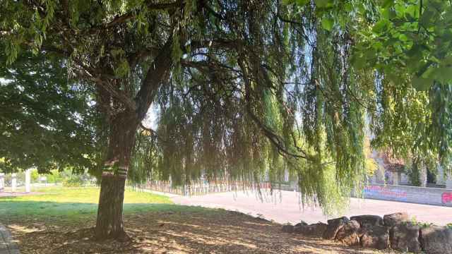 Uno de los árboles del parque García Picher de Vigo.