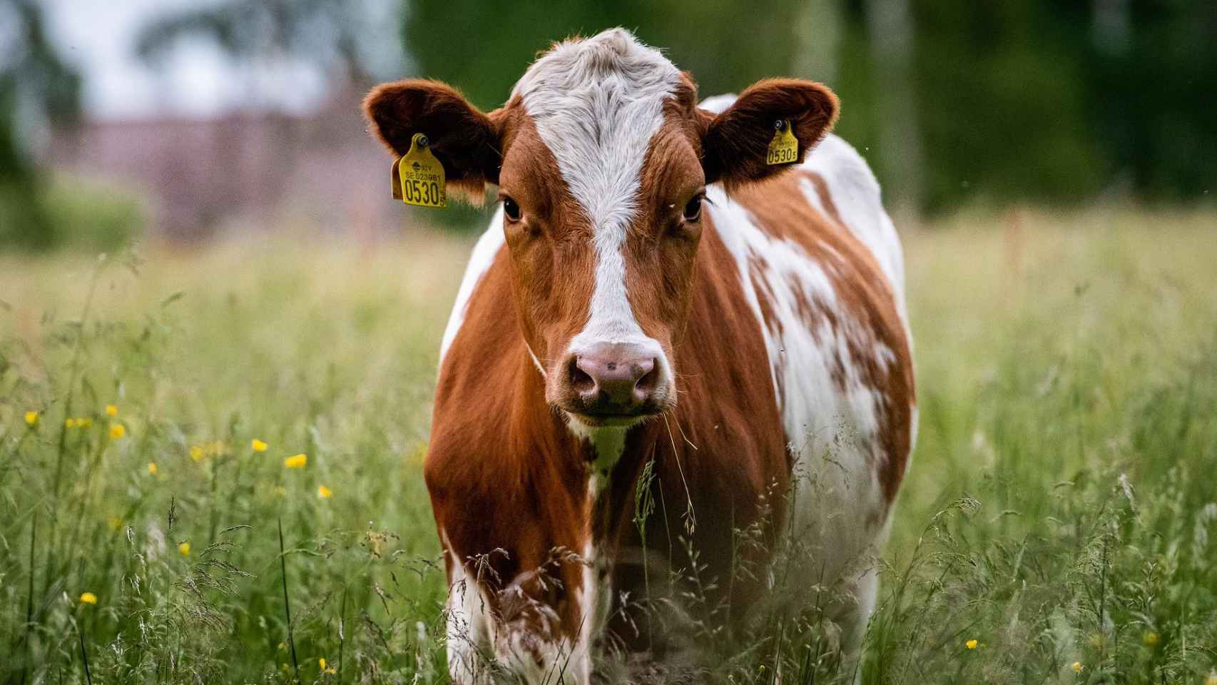 El grupo IPCC de Naciones Unidas han identificado la ganadería como uno de los principales responsables de las emisiones de metano y CO2.