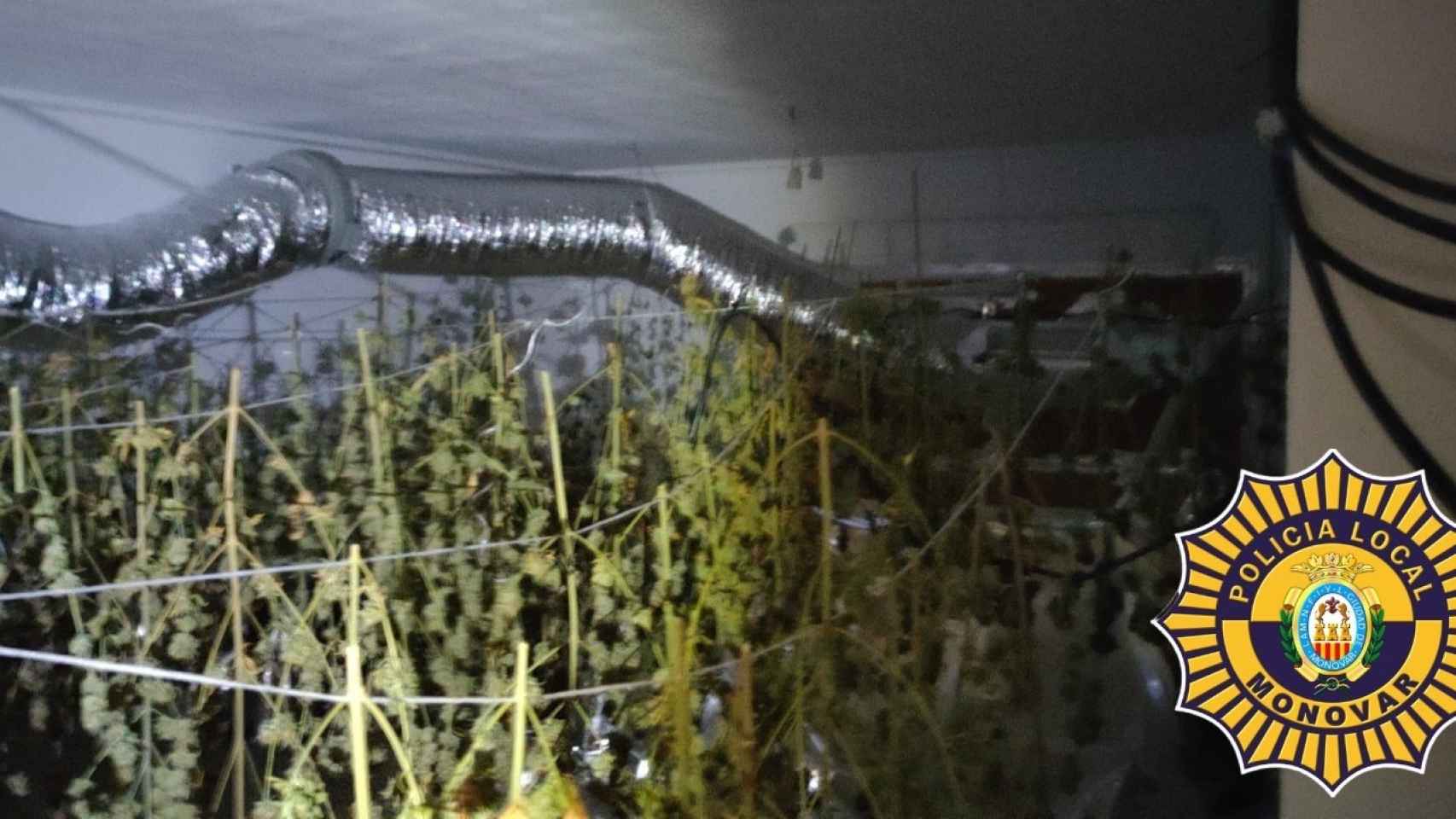 Una de las plantaciones de marihuana halladas.