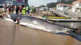 Cadáver de la ballena varada en Combarro (Pontevedra).