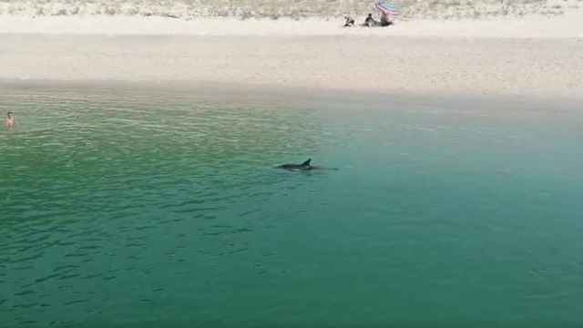Un delfín se baña en la playa de Rodas, en Cíes.