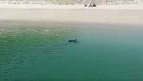 Un delfín se baña en la playa de Rodas, en Cíes.