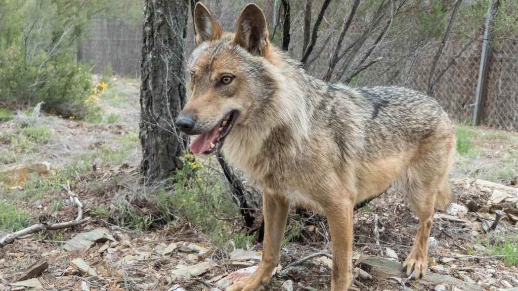 El único lobo nacido en el Centro de Robledo, en Sanabria