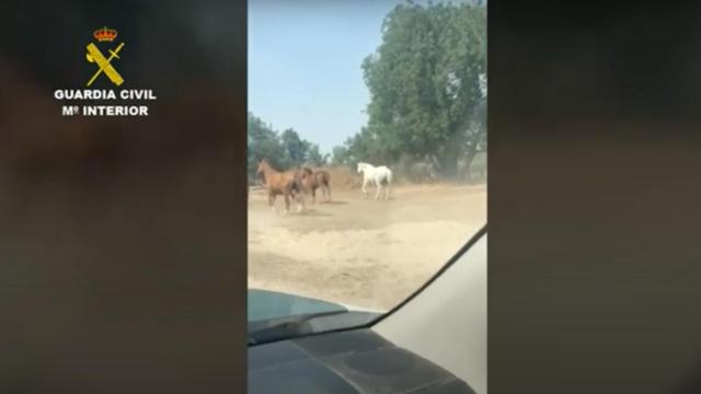 Rescatan a varios animales en Palomeque (Toledo).