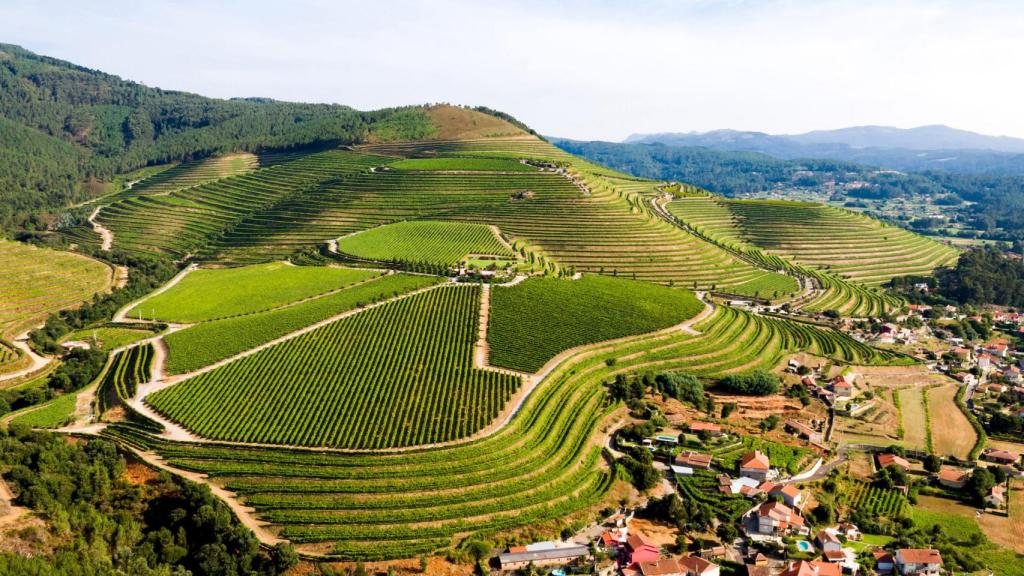 Viñedos Altos de Torona