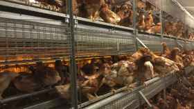 Cómo maximizar el potencial genético de las gallinas  ponedoras a través de la nutrición