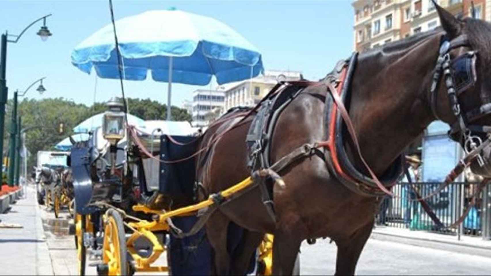 Coche de caballos en la Plaza de la Marina de Málaga