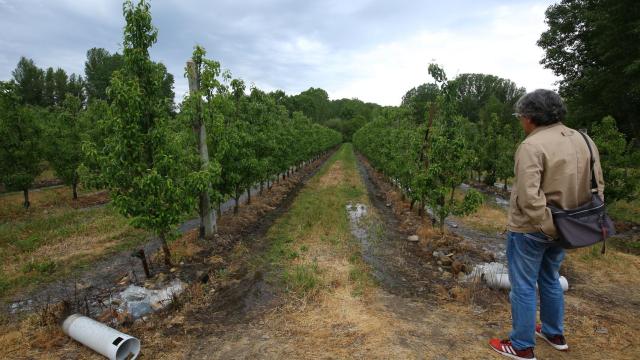 Un hombre vigila el riego de su finca en El Bierzo