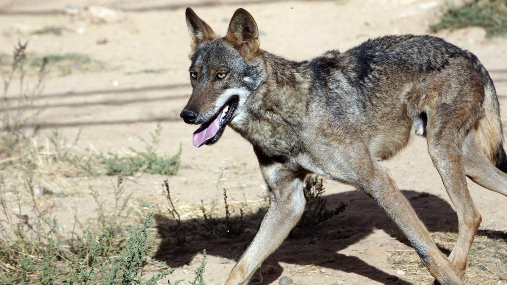 Un lobo en Castilla y León