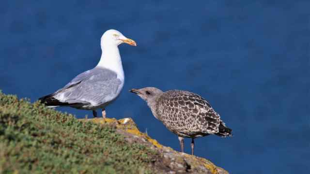 Gaviota adulta y cría.