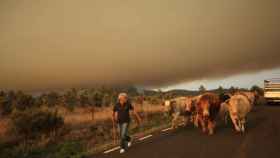 Un ganadero evacua su ganado ante el avance de las llamas del incendio de Monsagro en Guadapero y Morasvedes.