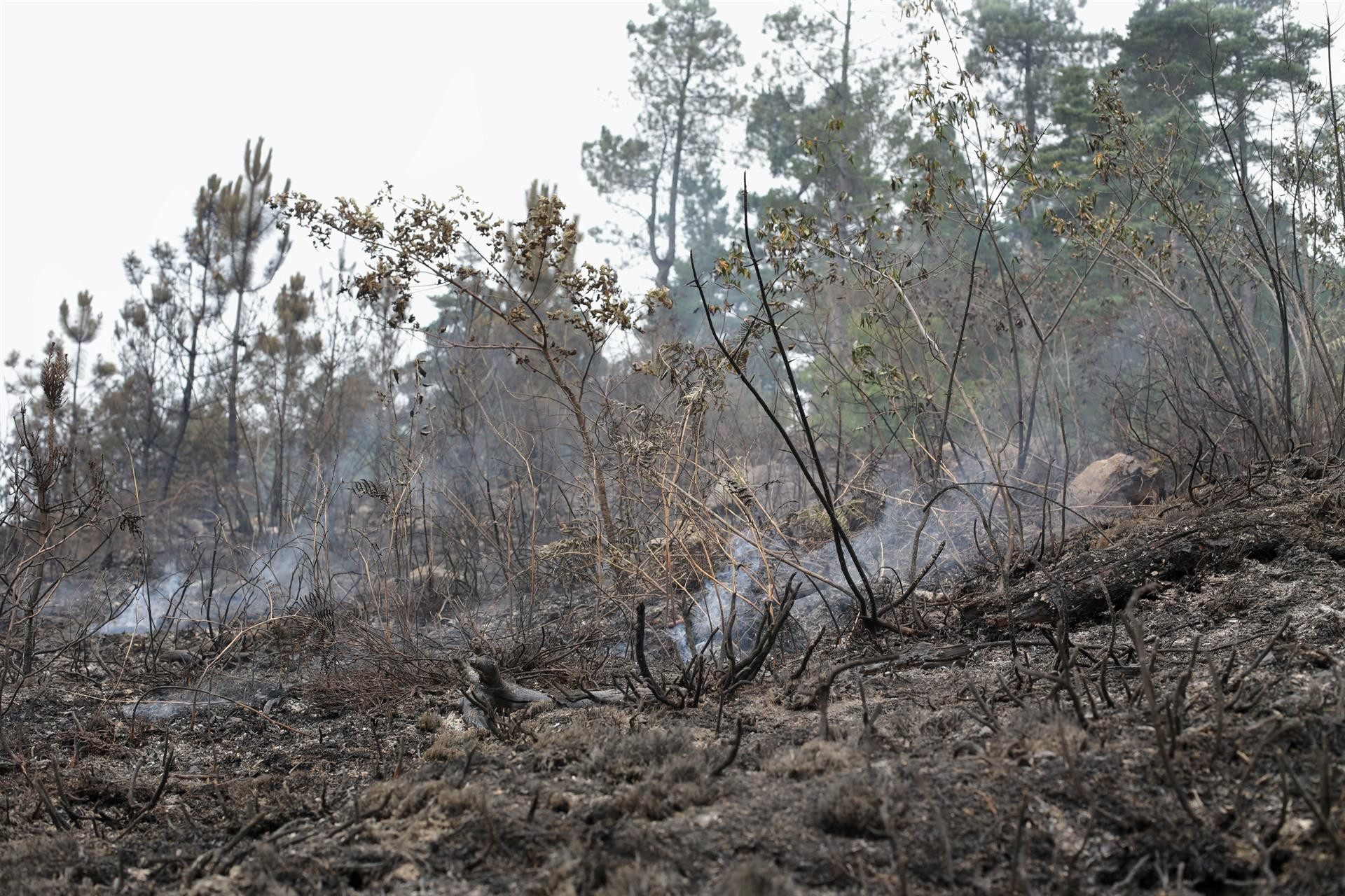 Incendio forestal en A Pobra do Brollón (Lugo).