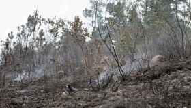 Incendio forestal en A Pobra do Brollón (Lugo).