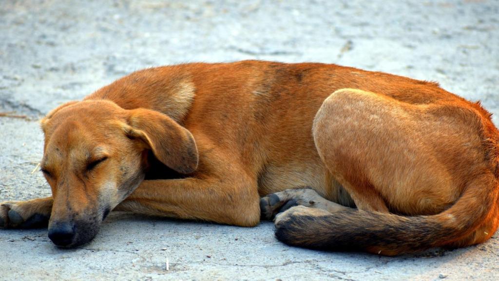 ¿Es cierto que se abandonan más animales en verano?