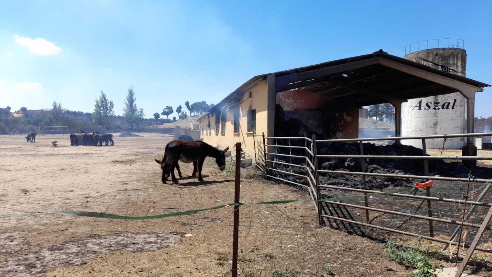 Estado del centro de reproducción asnal en Santa Croya de Tera tras el incendio