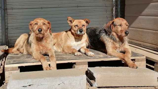 Vida, Miko, y Sito en la protectora.