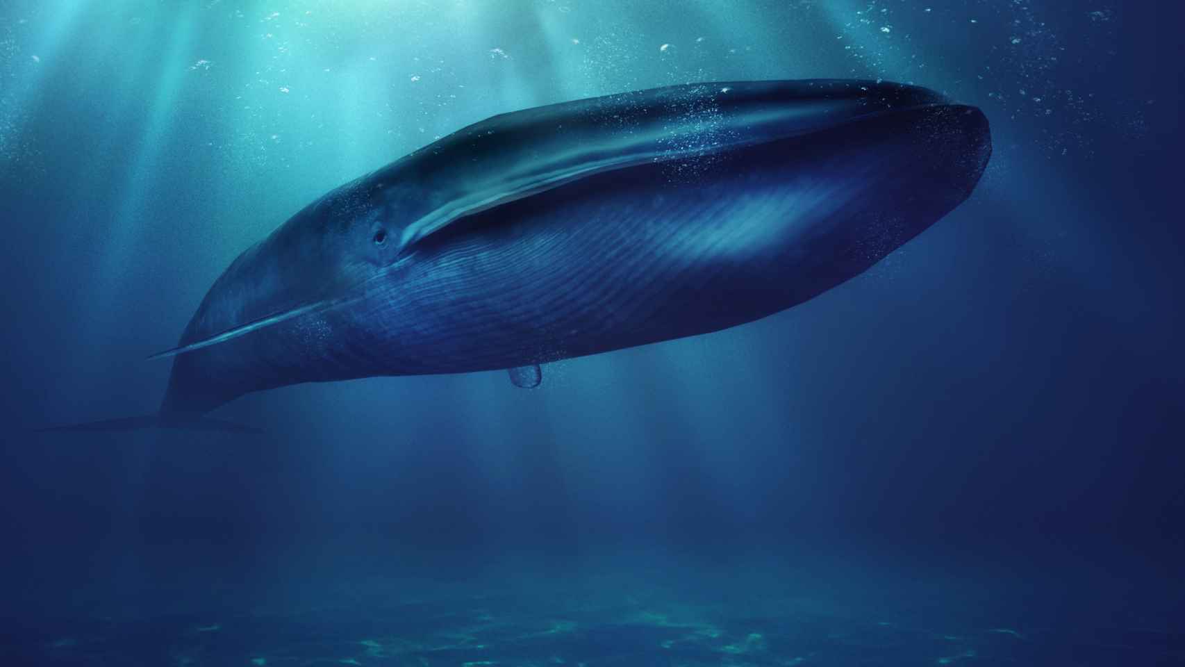 La ballena azul, uno de los animales marinos en peligro de extinción