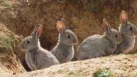 Los conejos invasores son insoportables para el campo castellano-manchego