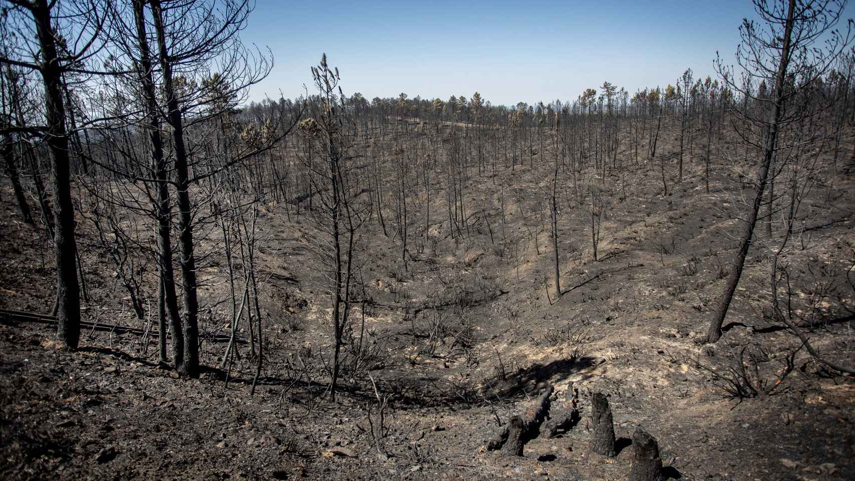 Bosque convertido en cenizas por las llamas en el incendio forestal de Monsagro (Salamanca)
